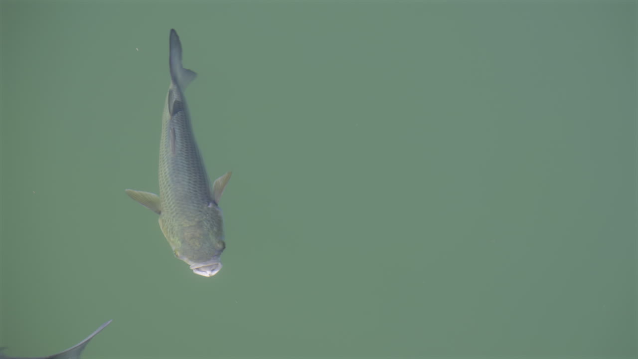 Close up of a Flathead grey mullet fish swimming in the sea