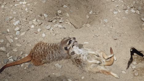 Two-adorable-meerkats-sleeping-together,-cuddled-up-closely