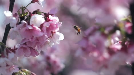 4k-De-Abejas-Vuelan-Entre-Flores-De-Cerezo-Y-Flores-Con-Luz-Solar-En-Primavera-En-Cámara-Lenta