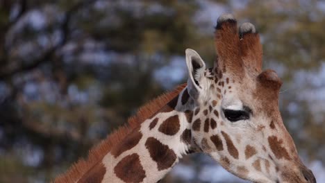 Giraffe-Extreme-Nahaufnahme-Tracking-Gesicht-Gegen-Bäume-Slomo-In-Bewegung