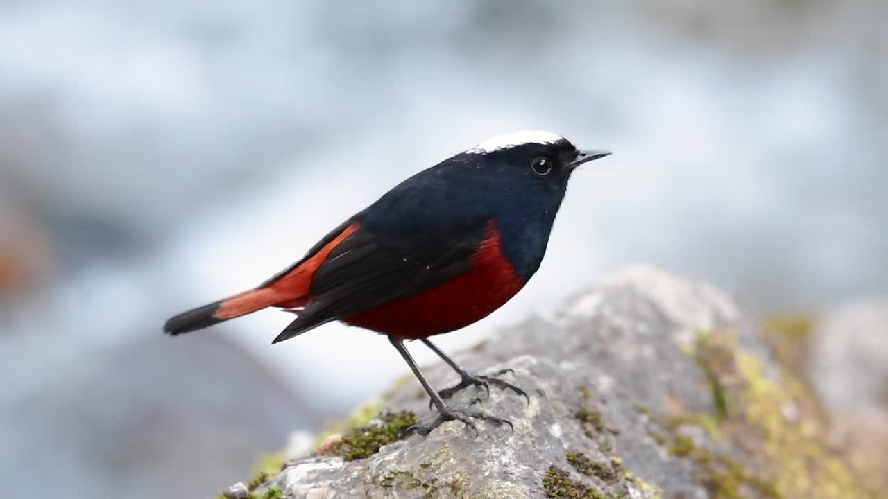 The White-capped Redstart is known for its white lovely crown, dark blue-blackish wings and brown under feathers and its tail starts with red; its habitat is high elevation and cold mountain streams