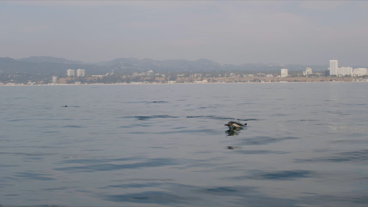 Dolphin swimming in the ocean with a hazy city coastline in the background
