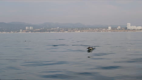dolphin swimming in the ocean with a hazy city coastline in the background