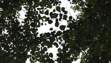 el sol brilla a través de las hojas verdes del árbol a cámara lenta