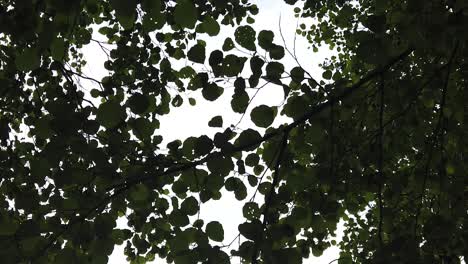 sun shine through the tree green leaves slow motion