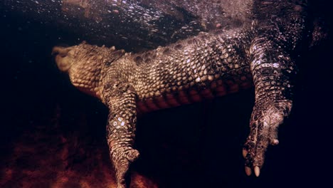 cocodrilo nadando justo debajo de la superficie en el muelle por la noche slomo