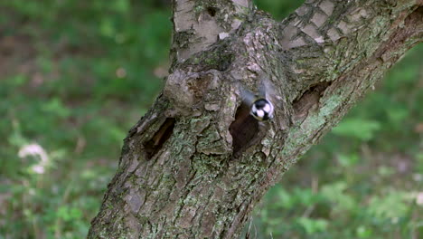 Pájaro-Tit-Japonés-Volando-Fuera-Del-Agujero-Del-Nido-Con-Saco-Fecal-En-El-Pico-Durante-El-Día-En-Saitama,-Japón