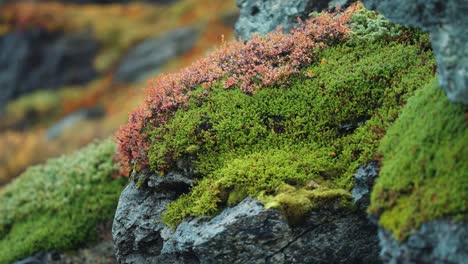 una colorida mezcla de plantas de otoño crece en la superficie rocosa, con tonos amarillos brillantes y rojos profundos que sobresalen