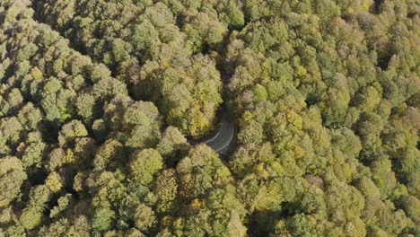 wooded landscape with driving car on the road in sabaduri forest, georgia