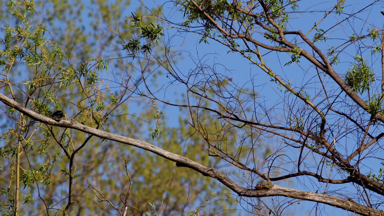 Majestic slow motion shots of purple martins in aerial acrobatics for mating.