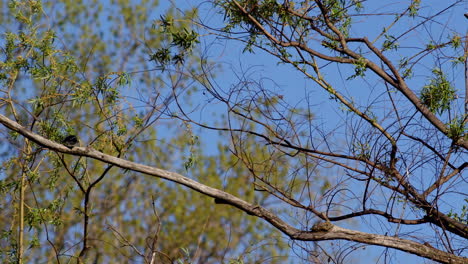 majestic slow motion shots of purple martins in aerial acrobatics for mating.