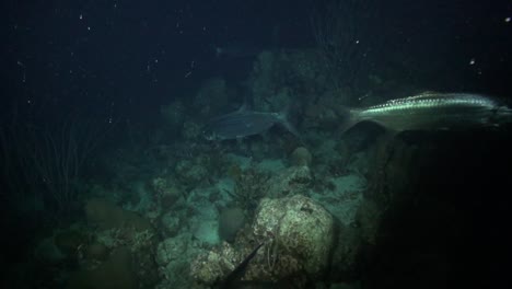 tarpon at night