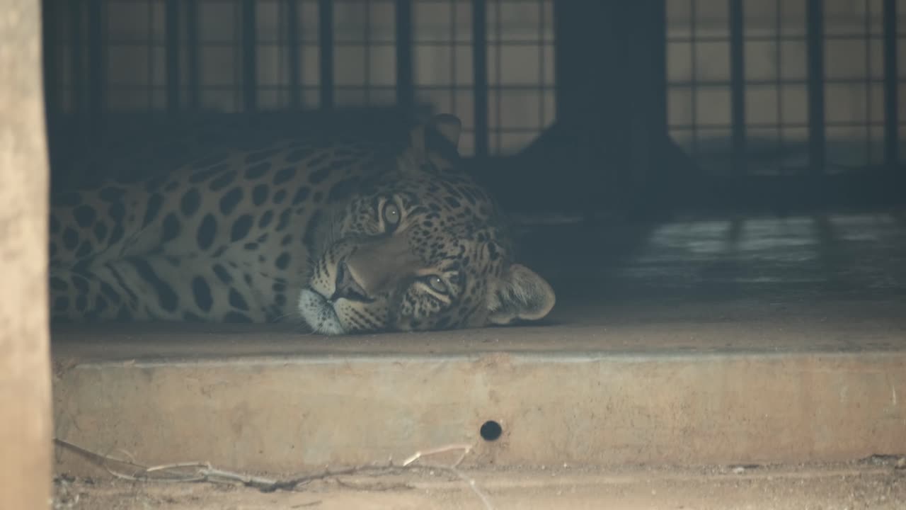 Looking through glass at Leopard laying in a cage