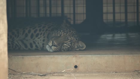 looking through glass at leopard laying in a cage