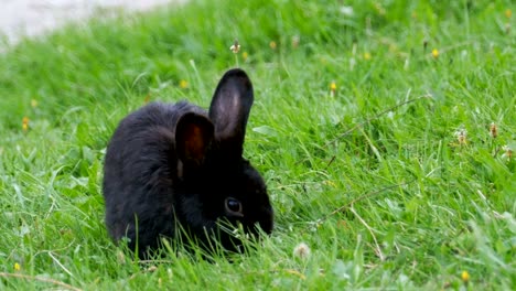 conejo negro sentado en un césped verde en las montañas alpinas