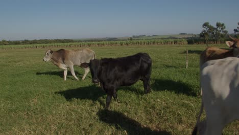 white cows curiously gaze at the camera in a green pasture during bright sunshine