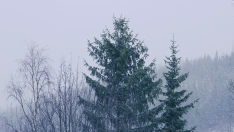 Snow falls in Norwegian forest tree tops