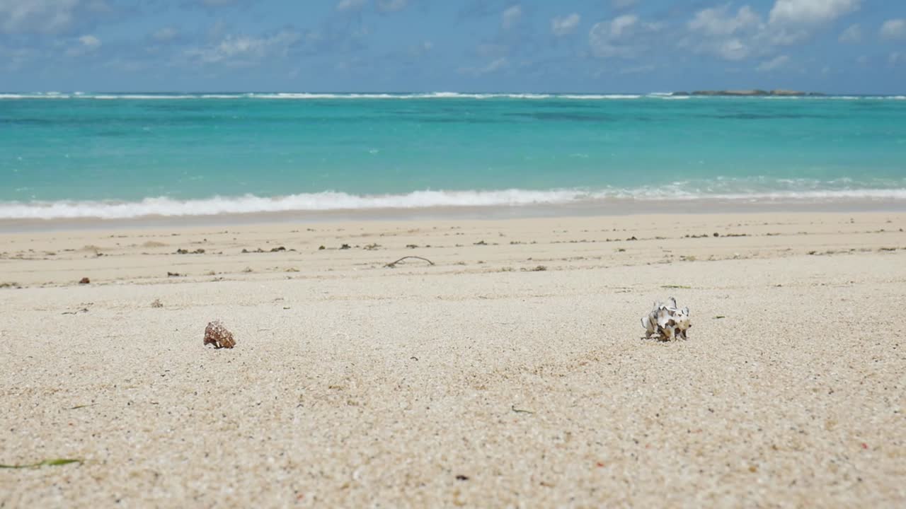 Two crabs in shells wandering on a natural dream beach in Lombok, Indonesia. Steady shot for wildlife documentary, travel and tourism videos. Funny crab race. Turquois ocean background.