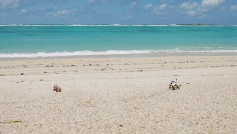 two crabs in shells wandering on a natural dream beach in lombok, indonesia. steady shot for wildlife documentary, travel and tourism videos. funny crab race. turquois ocean background.