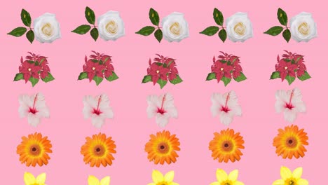 Animation-of-flash-sale-text-in-frame-and-glowing-blob-and-flowers-on-pink-background