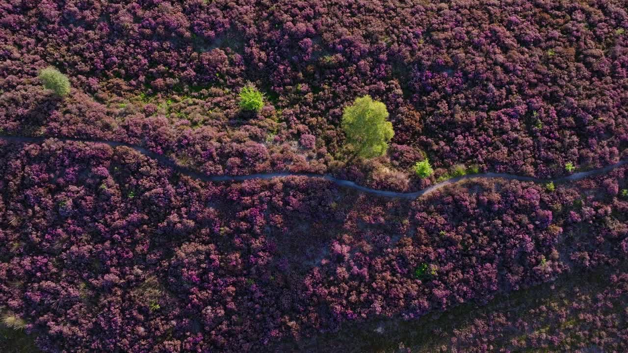 Aerial view of a heather field with a path