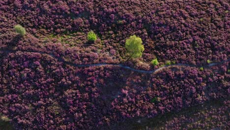 aerial view of a heather field with a path