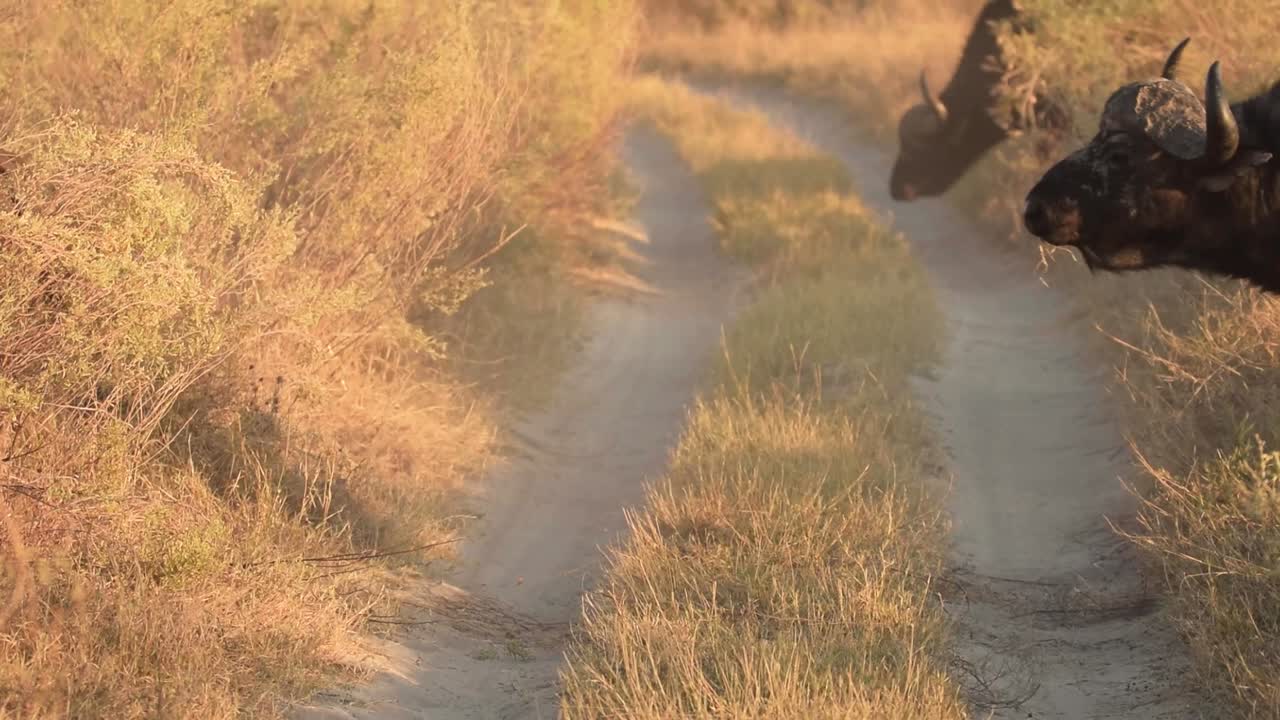 아프리카 사바나에서 길을 건너는 두 개의 거대한 버팔로