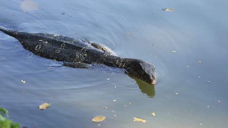 a monitor lizard glides through water calmly.