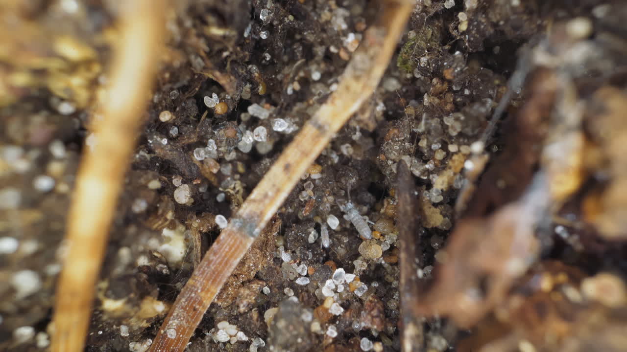 Insects crawl along old fallen tree bark with small stones