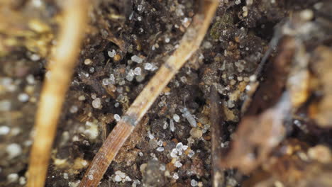 Insects-crawl-along-old-fallen-tree-bark-with-small-stones