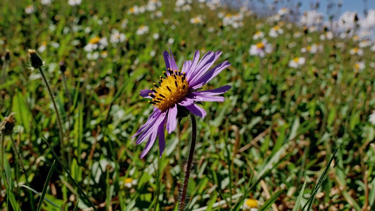 Eine einzelne violette Wildblume blüht auf einer sonnigen Wiese