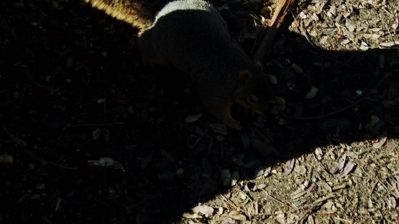 Squirrel grabs bread from ground and quickly runs off through leaf-covered forest