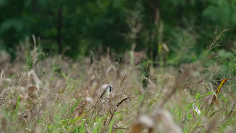 Mirando-Hacia-La-Derecha-Mirando-Hacia-Atrás-Y-Luego-Comienza-A-Acicalarse-Las-Plumas-Delanteras-Durante-Un-Día-Ventoso-En-Una-Pradera,-Alcaudón-Marrón-Lanius-Cristatus,-Tailandia