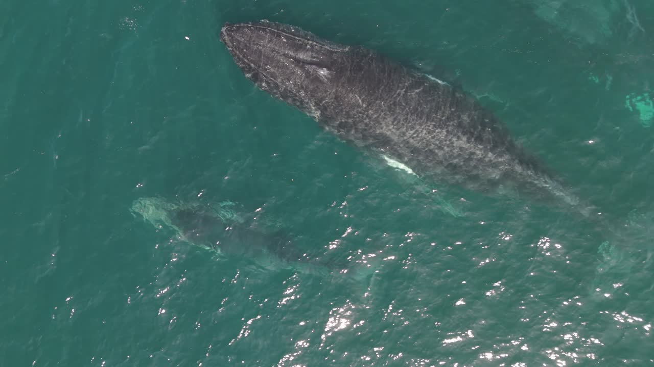 Aerial Top-Down Close-Up of Whale Pod and Calf Migrating Near Sydney – Stunning Drone Footage Capturing Whale Watching Season Along Australia’s Scenic Coastline