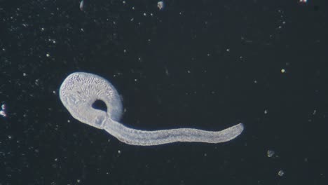 El-Gusano-Parásito-Trematodo-Se-Escapa-Dejando-La-Vista-Microscópica-Del-Campo-Oscuro-Del-Cuerpo-Principal