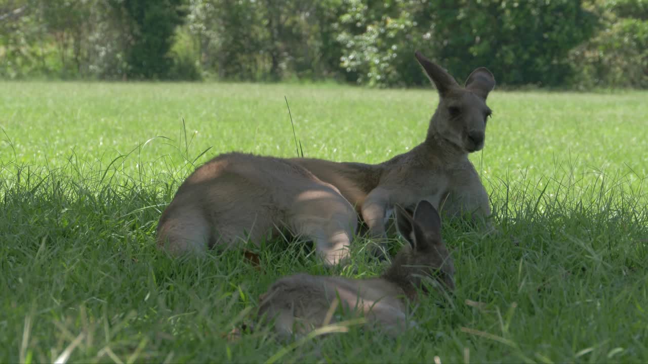 dos canguros grises orientales australianos relajados a la sombra