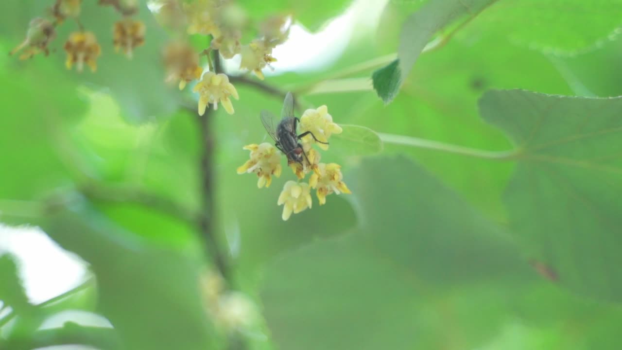 작은 노란색 꽃, 식물원의 달콤한 과즙을 먹는 집파리 가까이