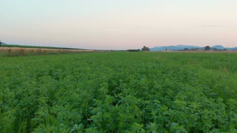 Reverse-Low-Aerial,-Green-Crop,-Soft-Pastel-Sky,-Rural-Farm-Setting