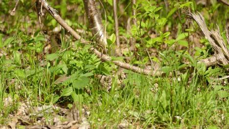 Red-eyed-vireo-bird-on-forest-ground,-static-close-up-view