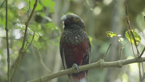 pájaro kaka en el bosque de wellington, nueva zelanda - de cerca