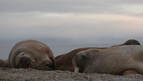 Zwei-Walrosse-Liegen-Aus-Nächster-Nähe-Am-Strand