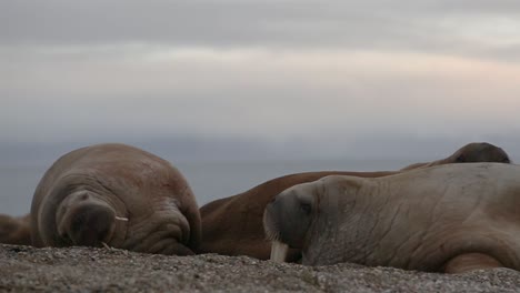 dos morsas acostadas en la playa de cerca