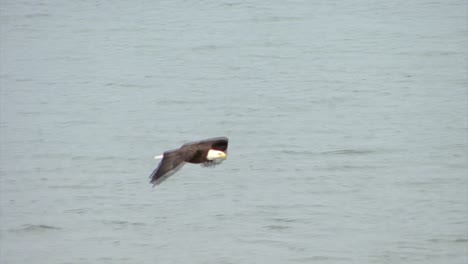 Kühner-Adler,-Der-Nahe-An-Der-Wasserlinie-In-Alaska-Fliegt