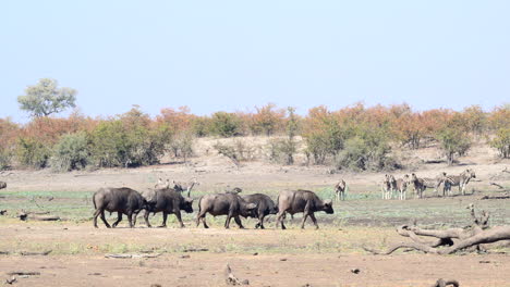 herd of cape buffalo bachelors walking in line, zebra's in background watching them