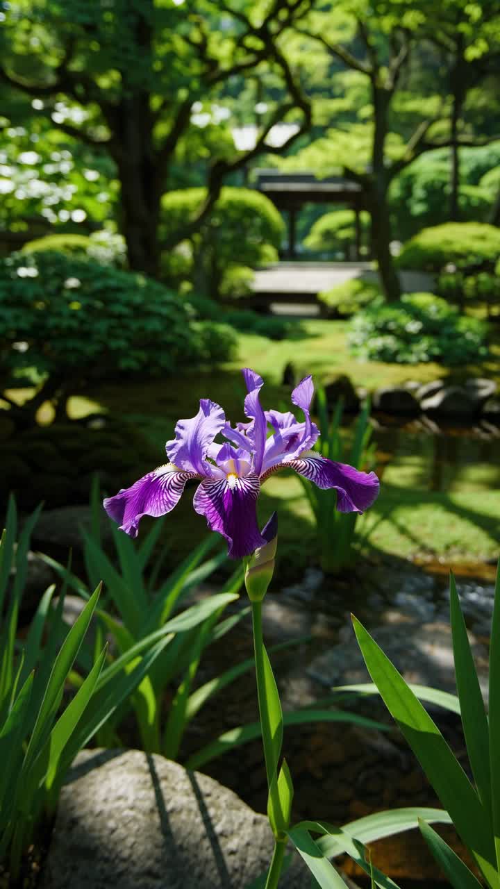 Un’iris viola intenso a fuoco, catturata all'altezza degli occhi in un sereno giardino