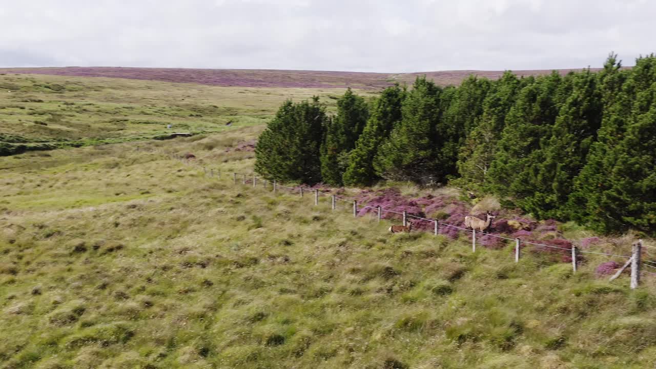 аэрофотосъемка пары оленей на болоте на острове льюис, часть внешних гебридов шотландии