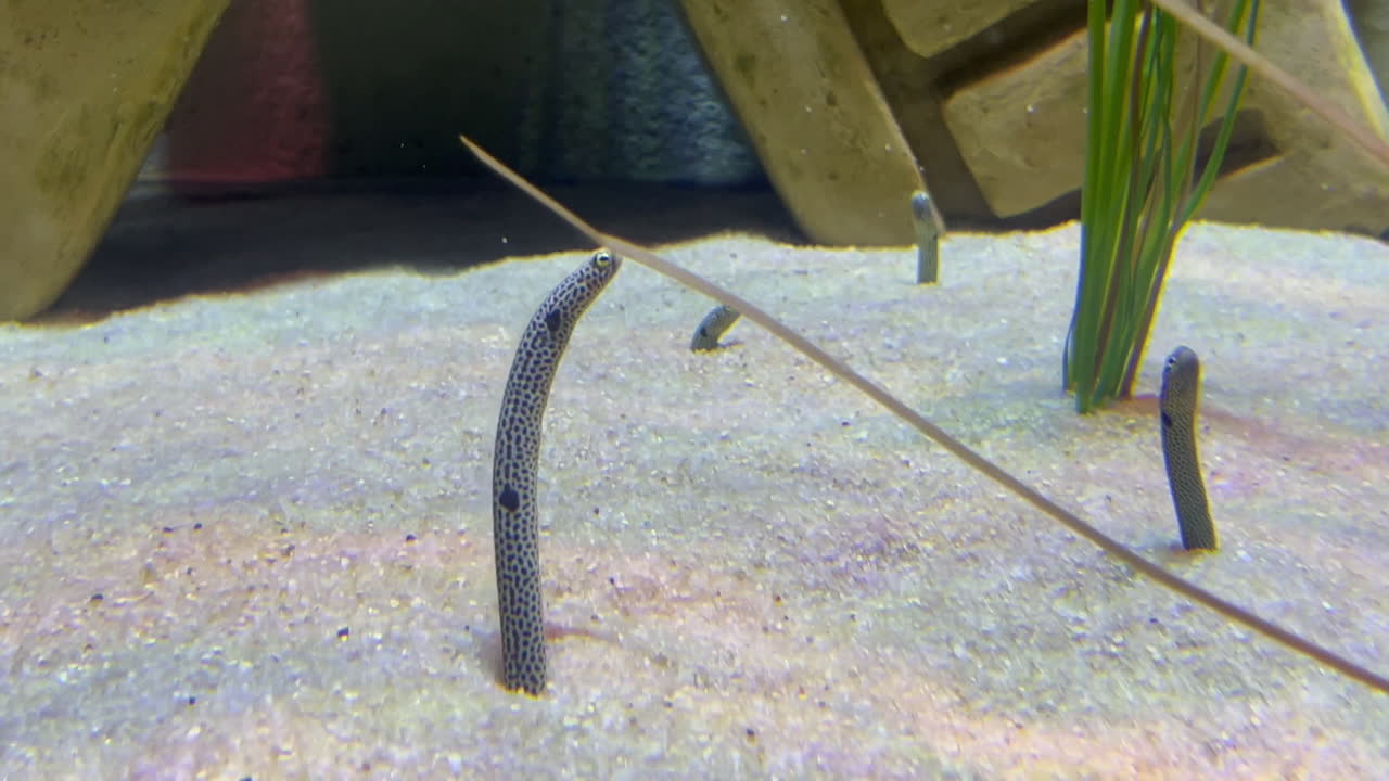 gusanos de arena que emergen de la arena para alimentarse