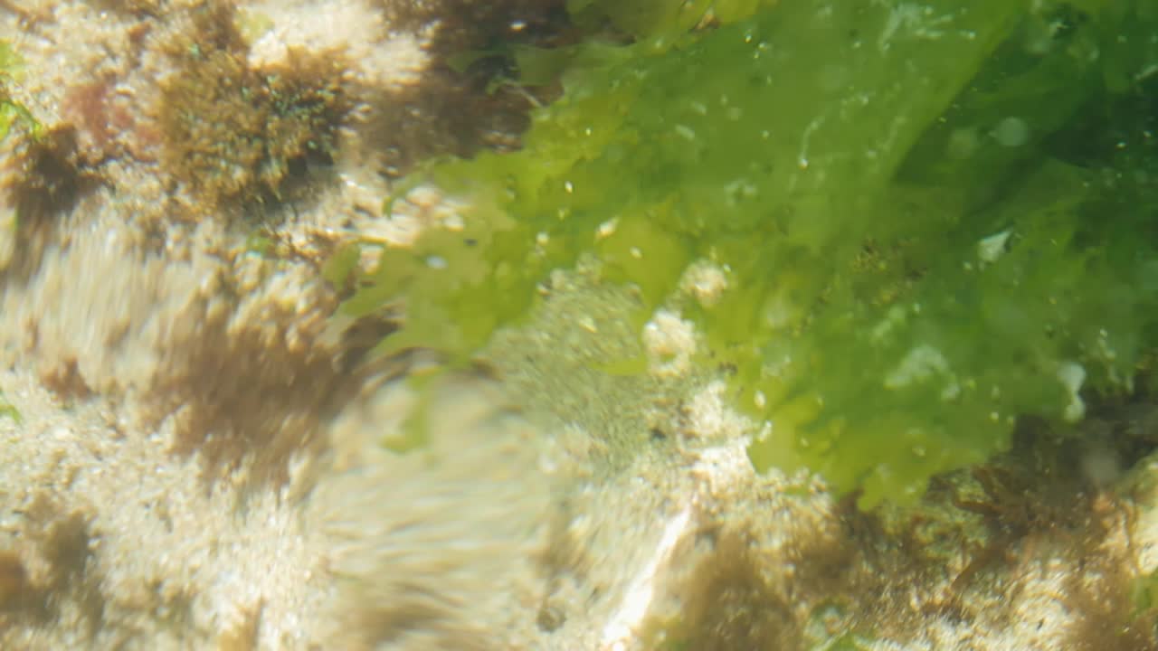 ulva lactuca en una playa de arena blanca en la costa de galicia en el océano atlántico
