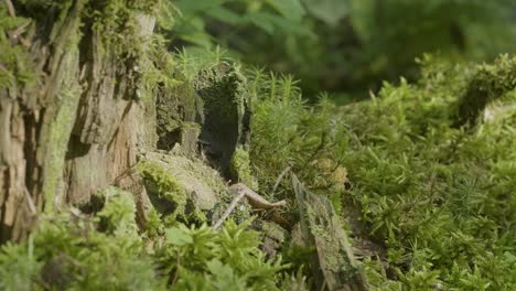 close-up of mossy tree stump in forest