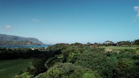 Flying-low-over-tropical-palm-tree-tops-along-the-valley-ridge-towards-Hanalei-Bay,-Kauai,-aerial